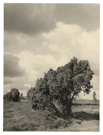 Fotograf: Hickstein, Carmen, Copyright: 1