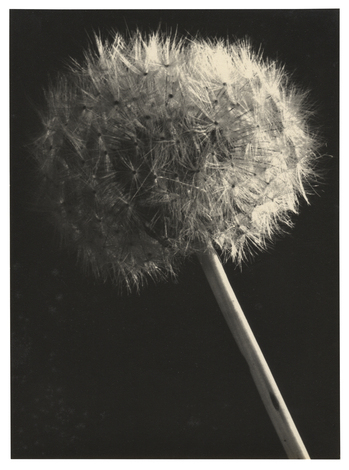 Fotograf: Hickstein, Carmen, Copyright: 1