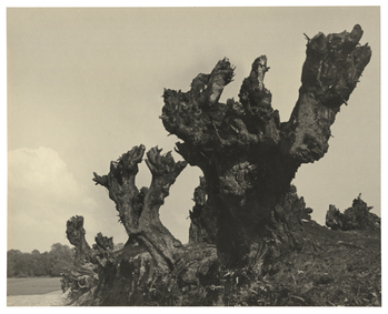 Fotograf: Hickstein, Carmen, Copyright: 1