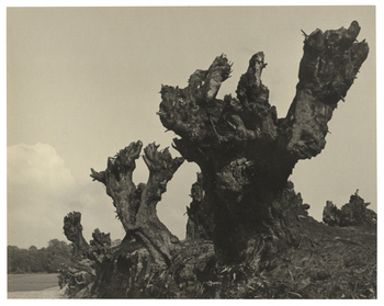 Fotograf: Hickstein, Carmen, Copyright: 1