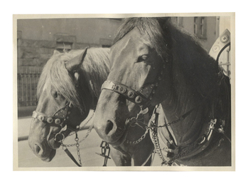 Fotograf: Hickstein, Carmen, Copyright: 1