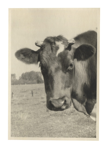 Fotograf: Hickstein, Carmen, Copyright: 1