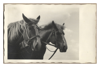 Fotograf: Hickstein, Carmen, Copyright: 1