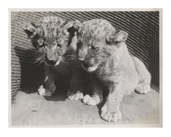 Fotograf: Hickstein, Carmen, Copyright: 1