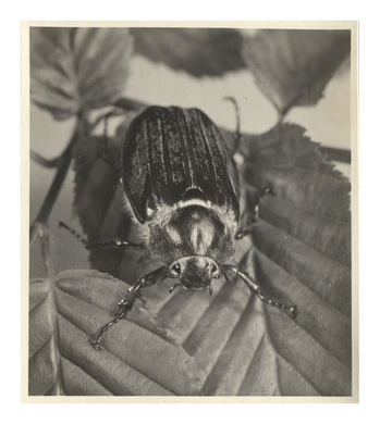 Fotograf: Hickstein, Carmen, Copyright: 1