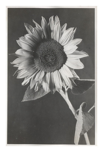 Photographer: Hickstein, Carmen, Copyright: 1