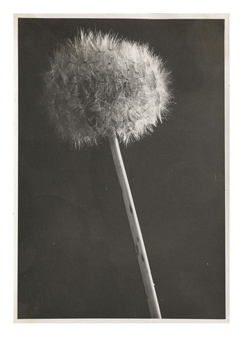 Fotograf: Hickstein, Carmen, Copyright: 1