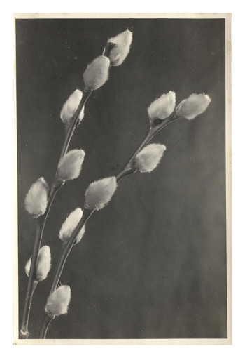 Fotograf: Hickstein, Carmen, Copyright: 1