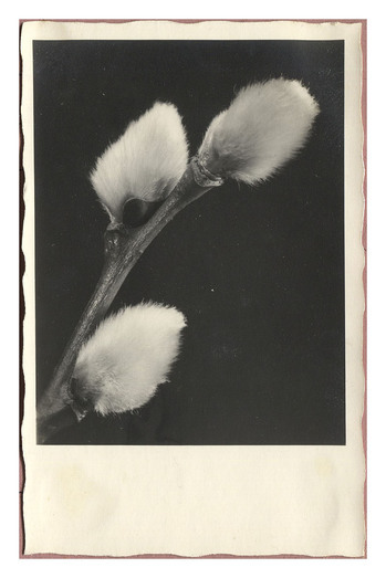 Fotograf: Hickstein, Carmen, Copyright: 1