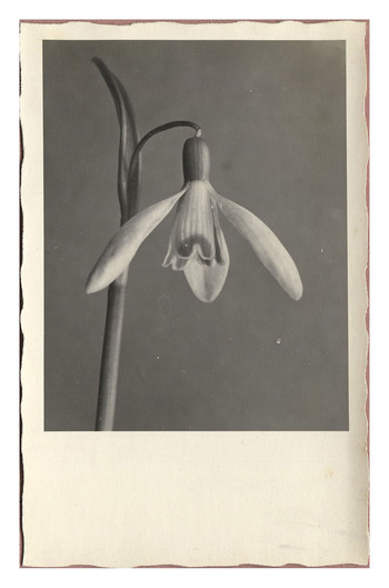 Fotograf: Hickstein, Carmen, Copyright: 1