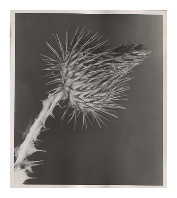 Fotograf: Hickstein, Carmen, Copyright: 1