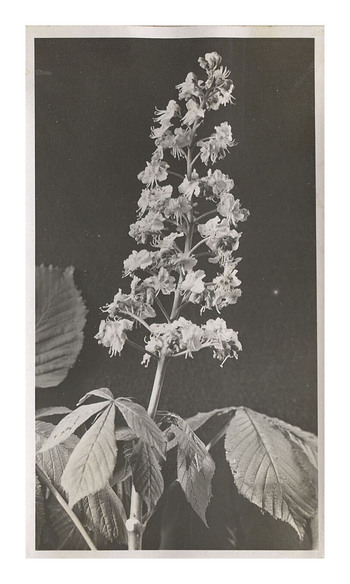 Fotograf: Hickstein, Carmen, Copyright: 1