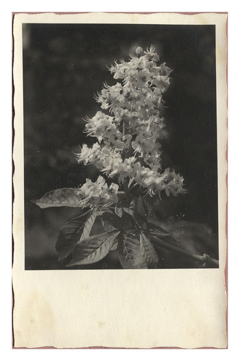 Photographer: Hickstein, Carmen, Copyright: 1