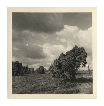 Fotograf: Hickstein, Carmen, Copyright: 1