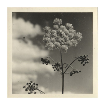 Fotograf: Hickstein, Carmen, Copyright: 1