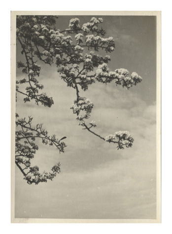 Fotograf: Hickstein, Carmen, Copyright: 1