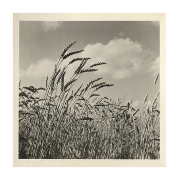 Fotograf: Hickstein, Carmen, Copyright: 1