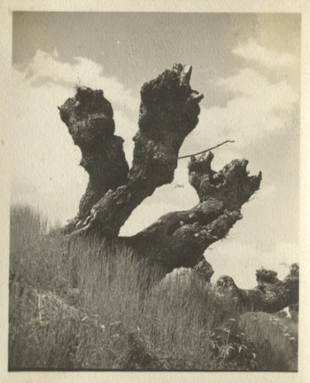 Fotograf: Hickstein, Carmen, Copyright: 1