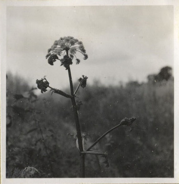 Fotograf: Hickstein, Carmen, Copyright: 1