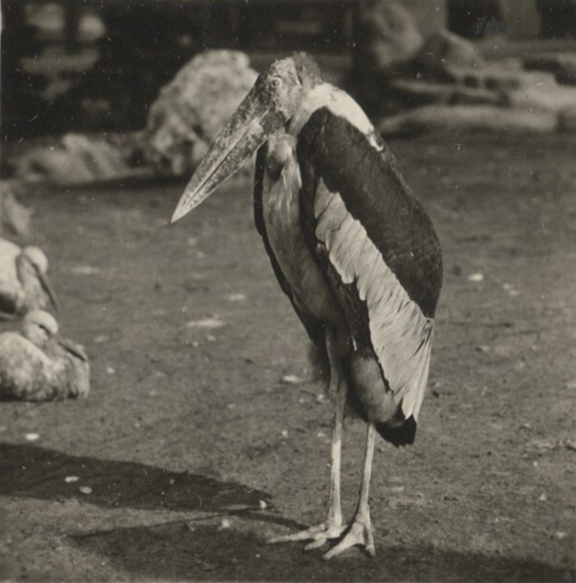 Fotograf: Hickstein, Carmen, Copyright: 1