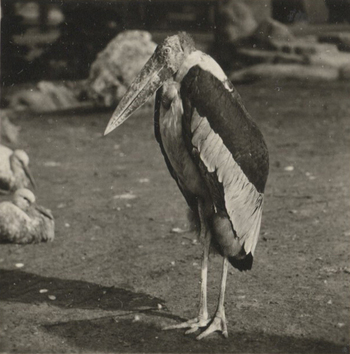 Fotograf: Hickstein, Carmen, Copyright: 1