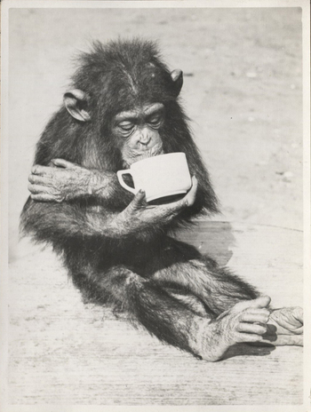 Fotograf: Hickstein, Carmen, Copyright: 1