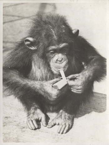 Fotograf: Hickstein, Carmen, Copyright: 1