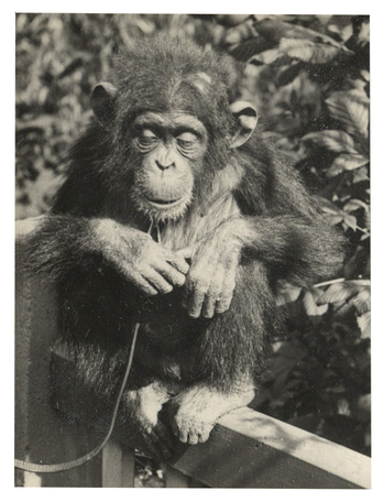 Photographer: Hickstein, Carmen, Copyright: 1