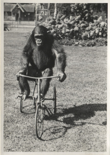 Fotograf: Hickstein, Carmen, Copyright: 1