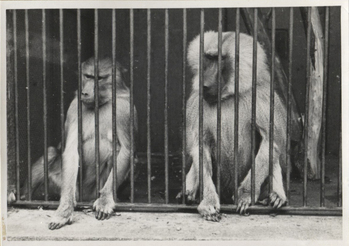 Fotograf: Hickstein, Carmen, Copyright: 1