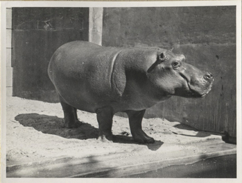 Fotograf: Hickstein, Carmen, Copyright: 1