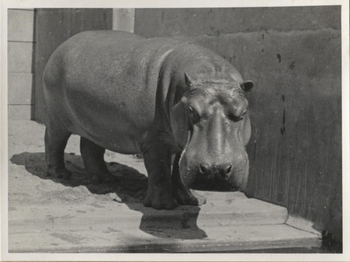 Fotograf: Hickstein, Carmen, Copyright: 1