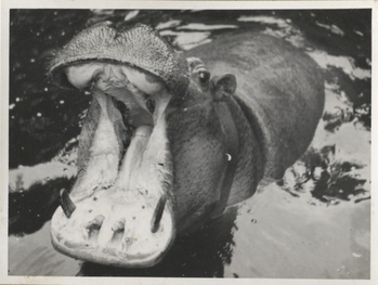 Fotograf: Hickstein, Carmen, Copyright: 1