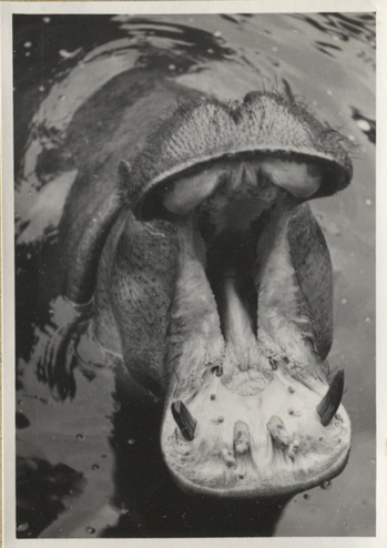 Fotograf: Hickstein, Carmen, Copyright: 1