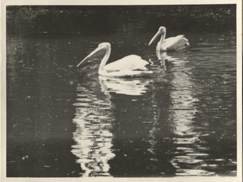 Fotograf: Hickstein, Carmen, Copyright: 1