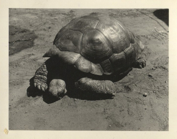 Fotograf: Hickstein, Carmen, Copyright: 1