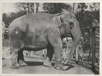 Fotograf: Hickstein, Carmen, Copyright: 1