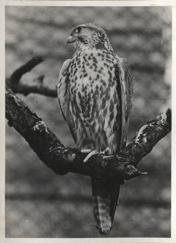 Fotograf: Hickstein, Carmen, Copyright: 1