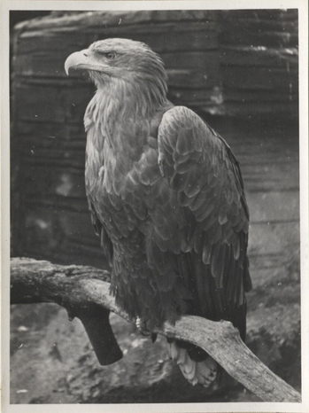 Fotograf: Hickstein, Carmen, Copyright: 1