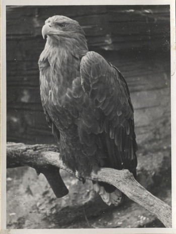 Fotograf: Hickstein, Carmen, Copyright: 1