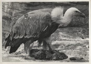 Fotograf: Hickstein, Carmen, Copyright: 1