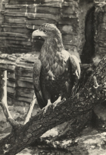 Fotograf: Hickstein, Carmen, Copyright: 1