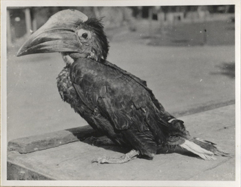 Fotograf: Hickstein, Carmen, Copyright: 1