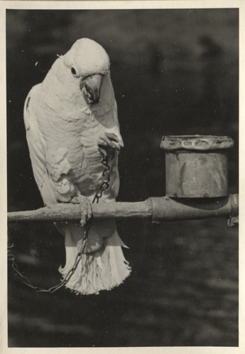 Fotograf: Hickstein, Carmen, Copyright: 1