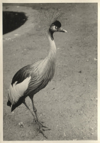 Fotograf: Hickstein, Carmen, Copyright: 1