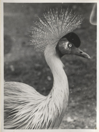 Fotograf: Hickstein, Carmen, Copyright: 1