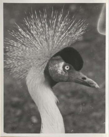 Fotograf: Hickstein, Carmen, Copyright: 1