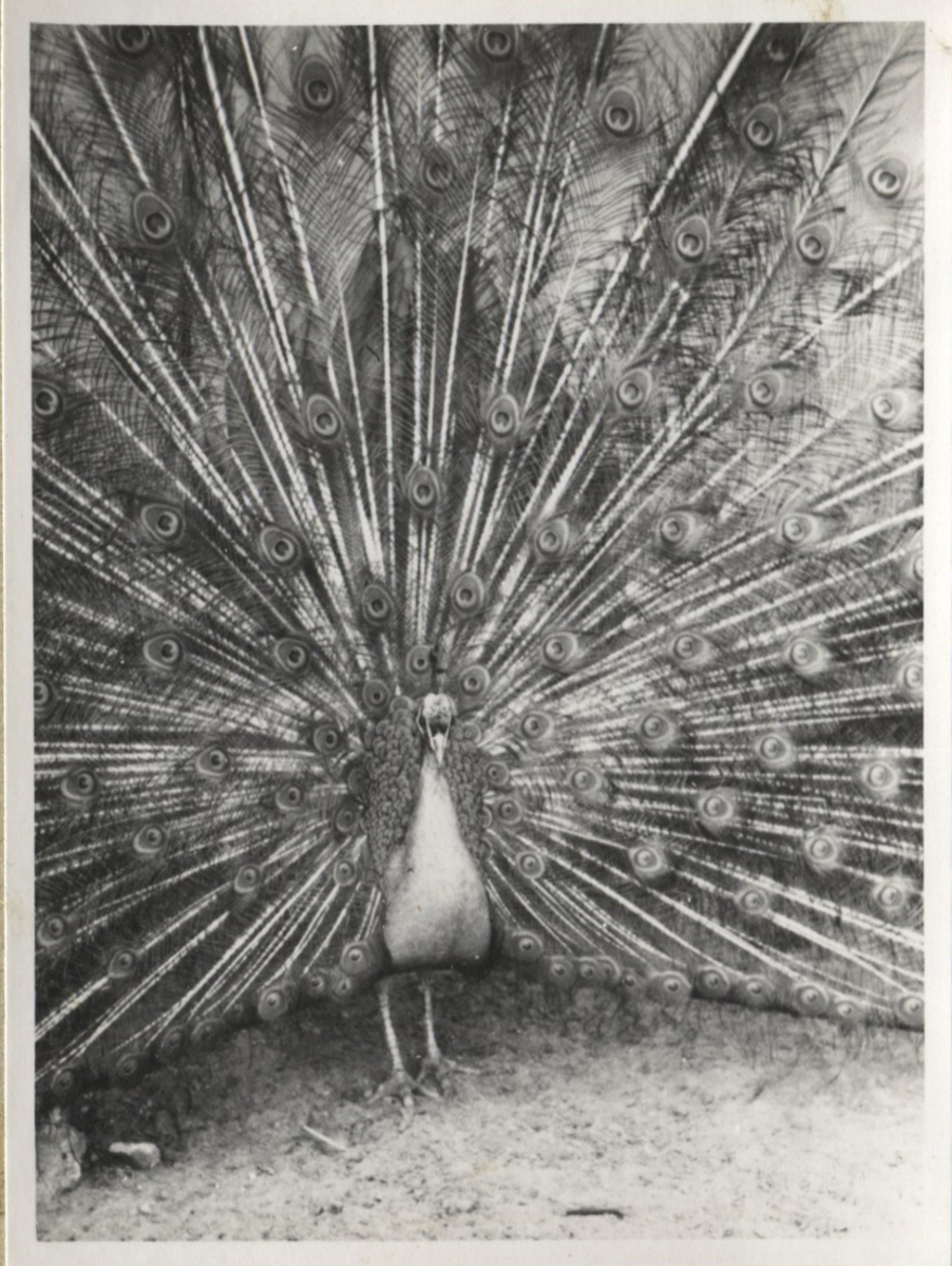 Fotograf: Hickstein, Carmen, Copyright: 1