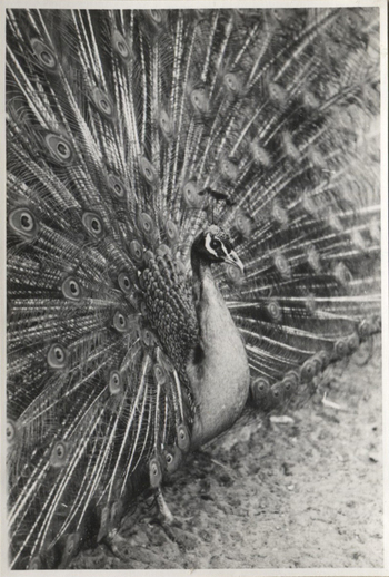 Fotograf: Hickstein, Carmen, Copyright: 1