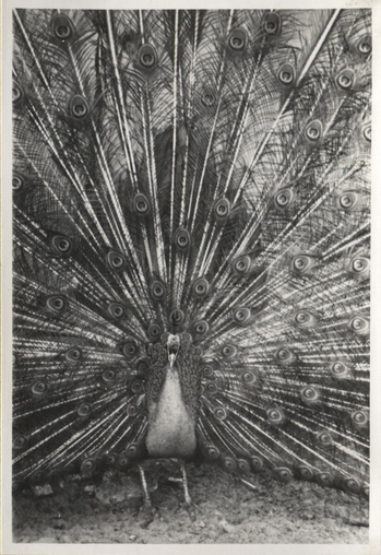 Fotograf: Hickstein, Carmen, Copyright: 1